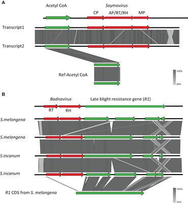 Insertion of Badnaviral DNA in the Late Blight Resistance Gene (R1a) of Brinjal Eggplant (Solanum melongena)